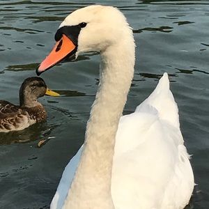 Meet your Posher, Alexa